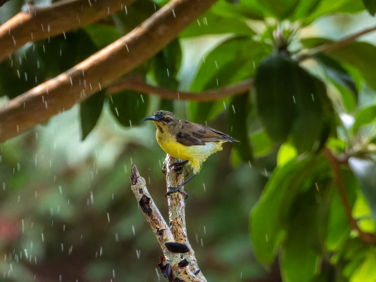 Purple-rumped Sunbird - ML647452747