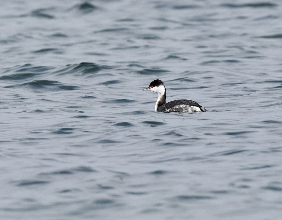 Horned Grebe - ML647452758