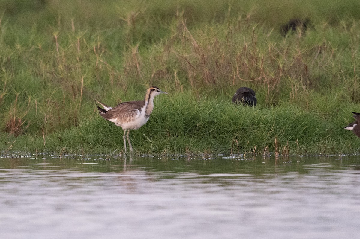 Jacana à longue queue - ML647452767