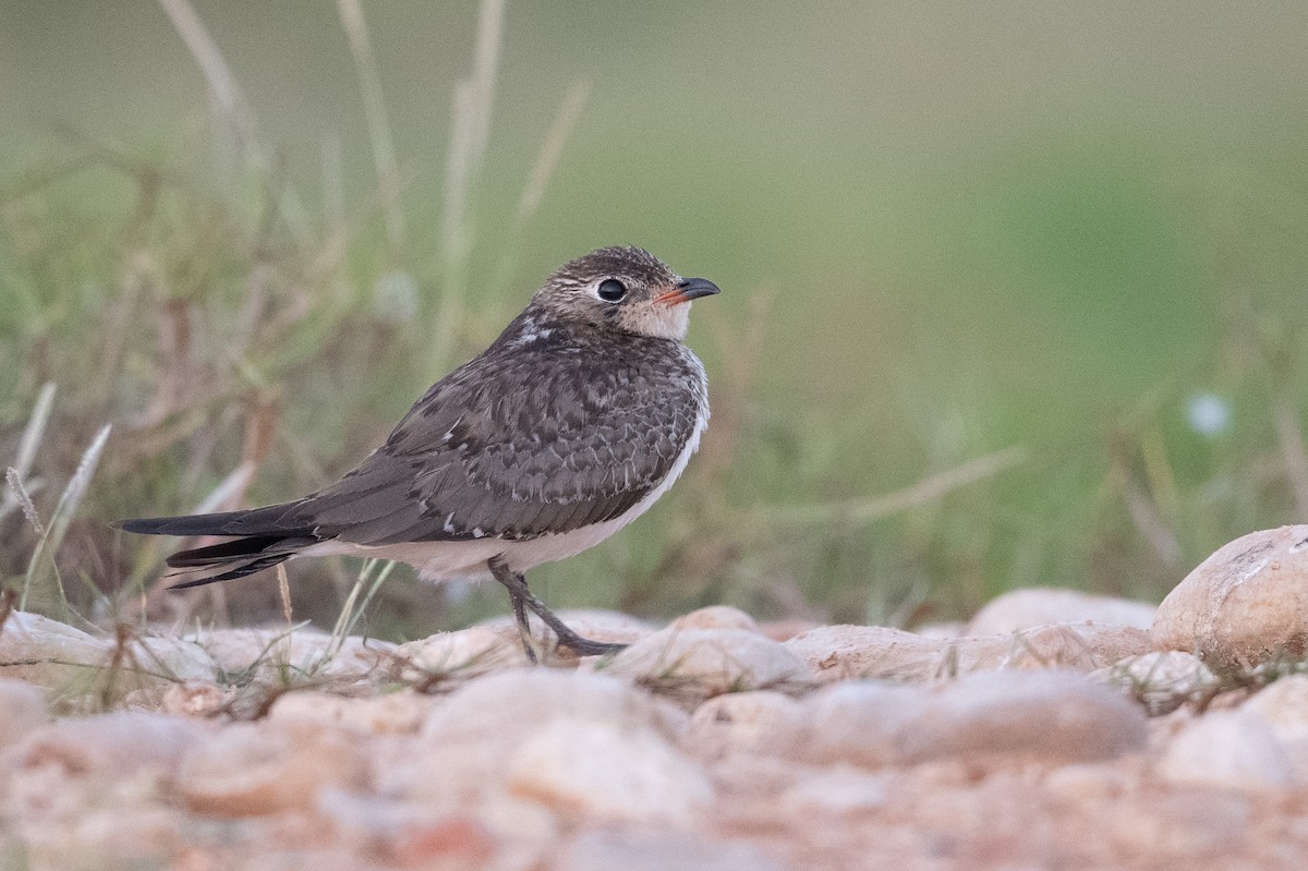 Collared Pratincole - ML647452772