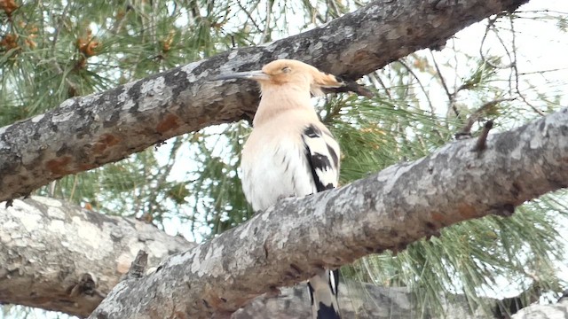 dudek chocholatý - ML647452774