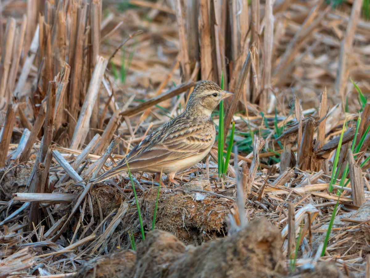 Жайворонок тибетський - ML647452782