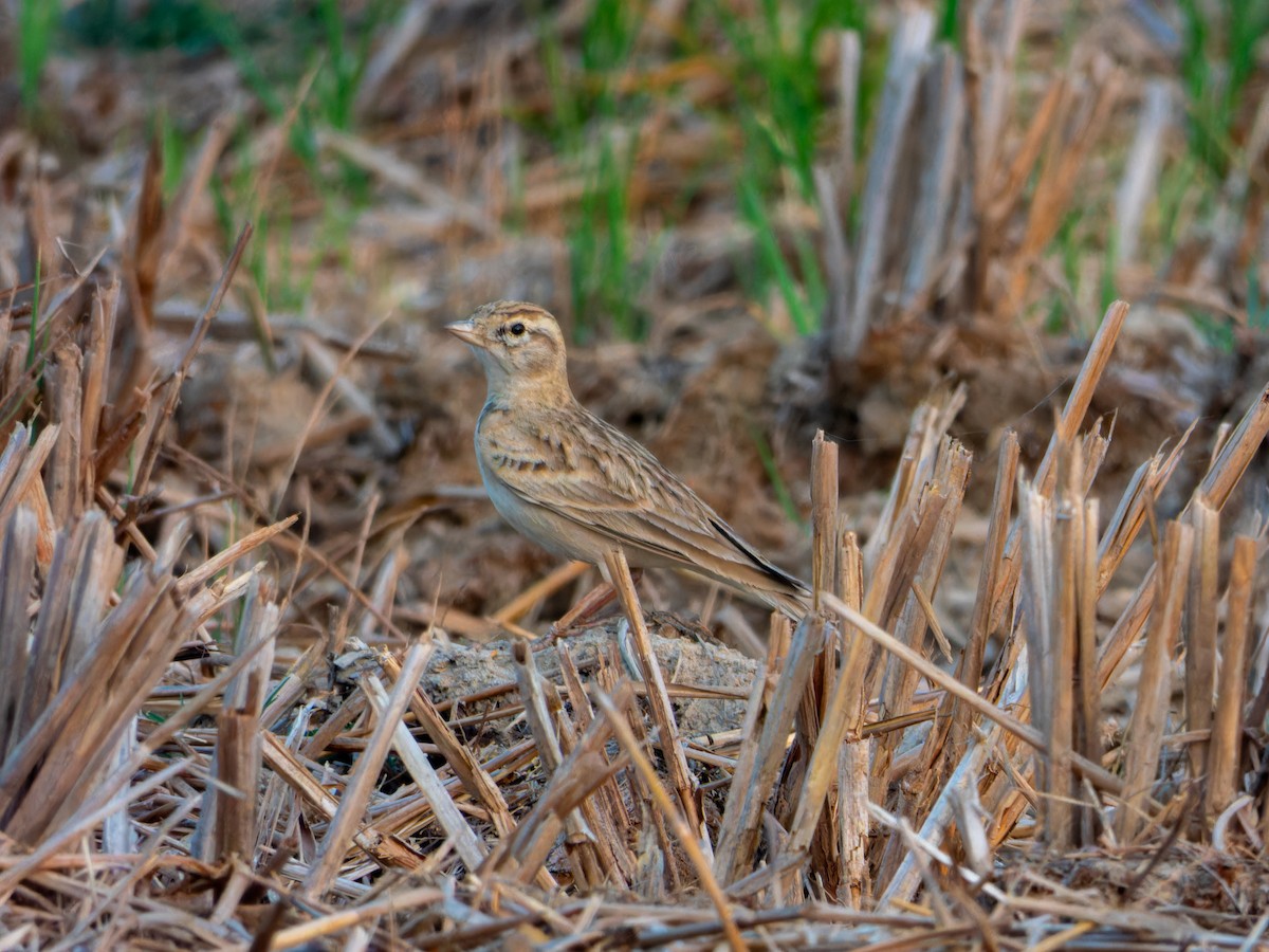 Жайворонок тибетський - ML647452783