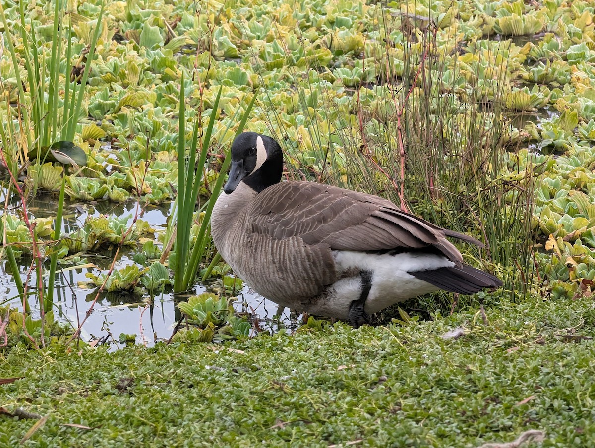 ברנטה קנדית - ML647452793