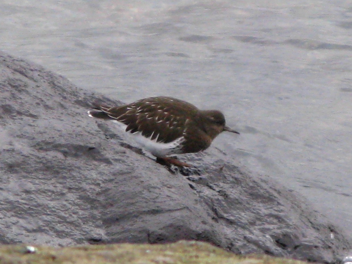Black Turnstone - ML647452795