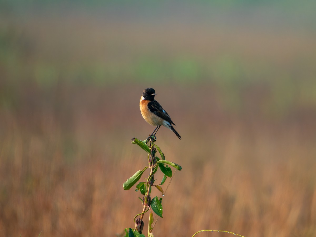 bramborníček sibiřský - ML647452798