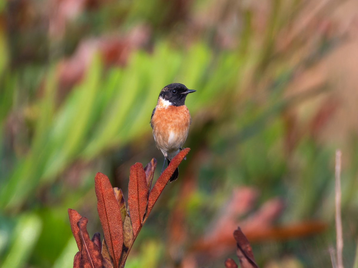 bramborníček sibiřský - ML647452799