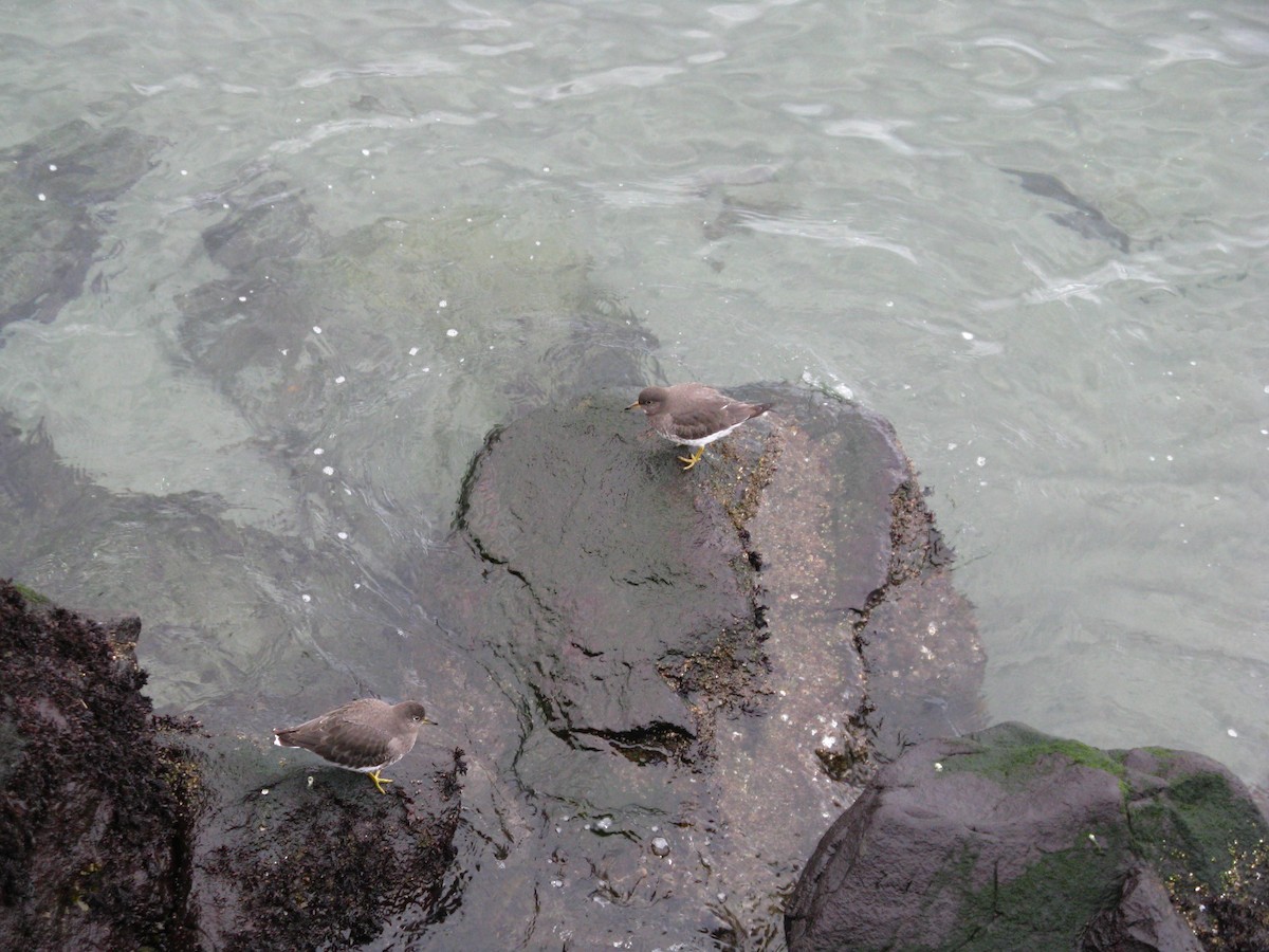 Surfbird - ML647452800