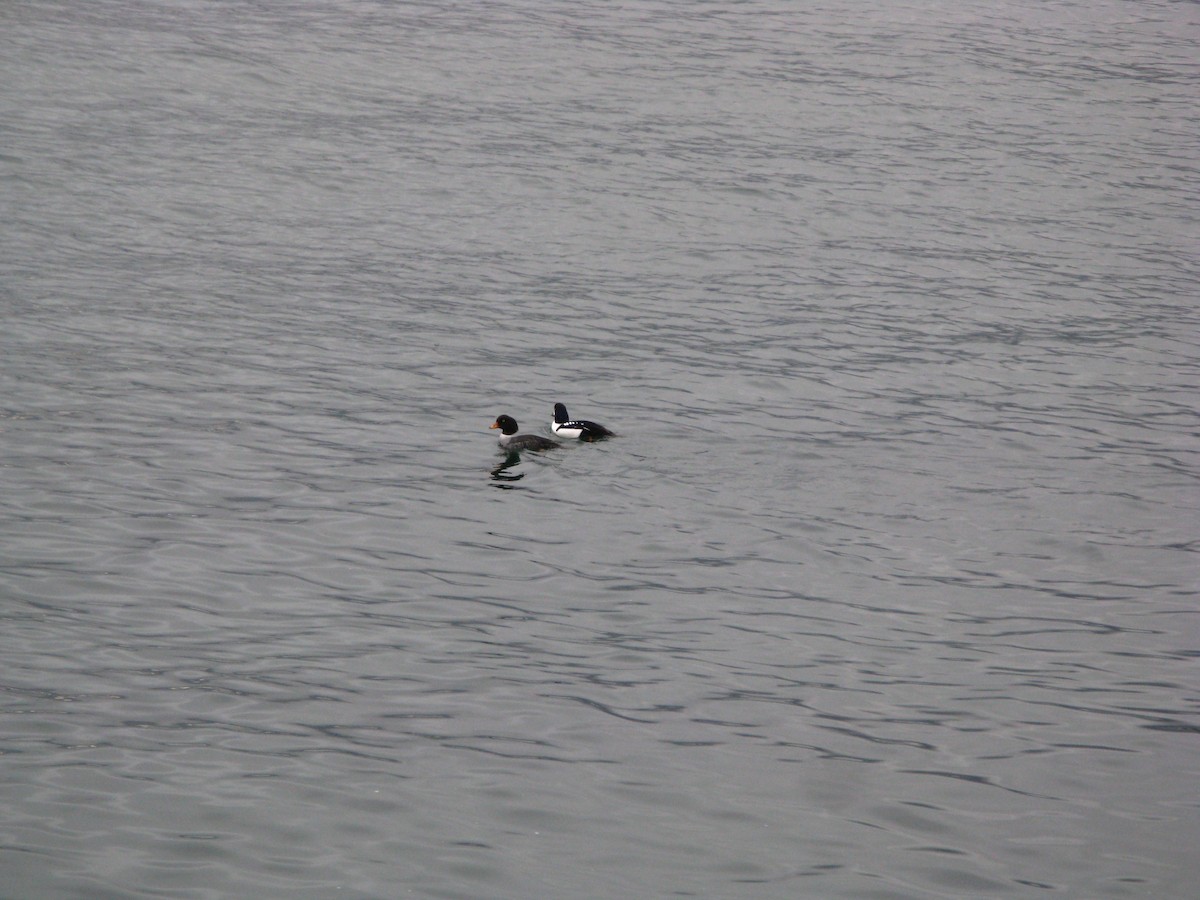 Barrow's Goldeneye - ML647452825