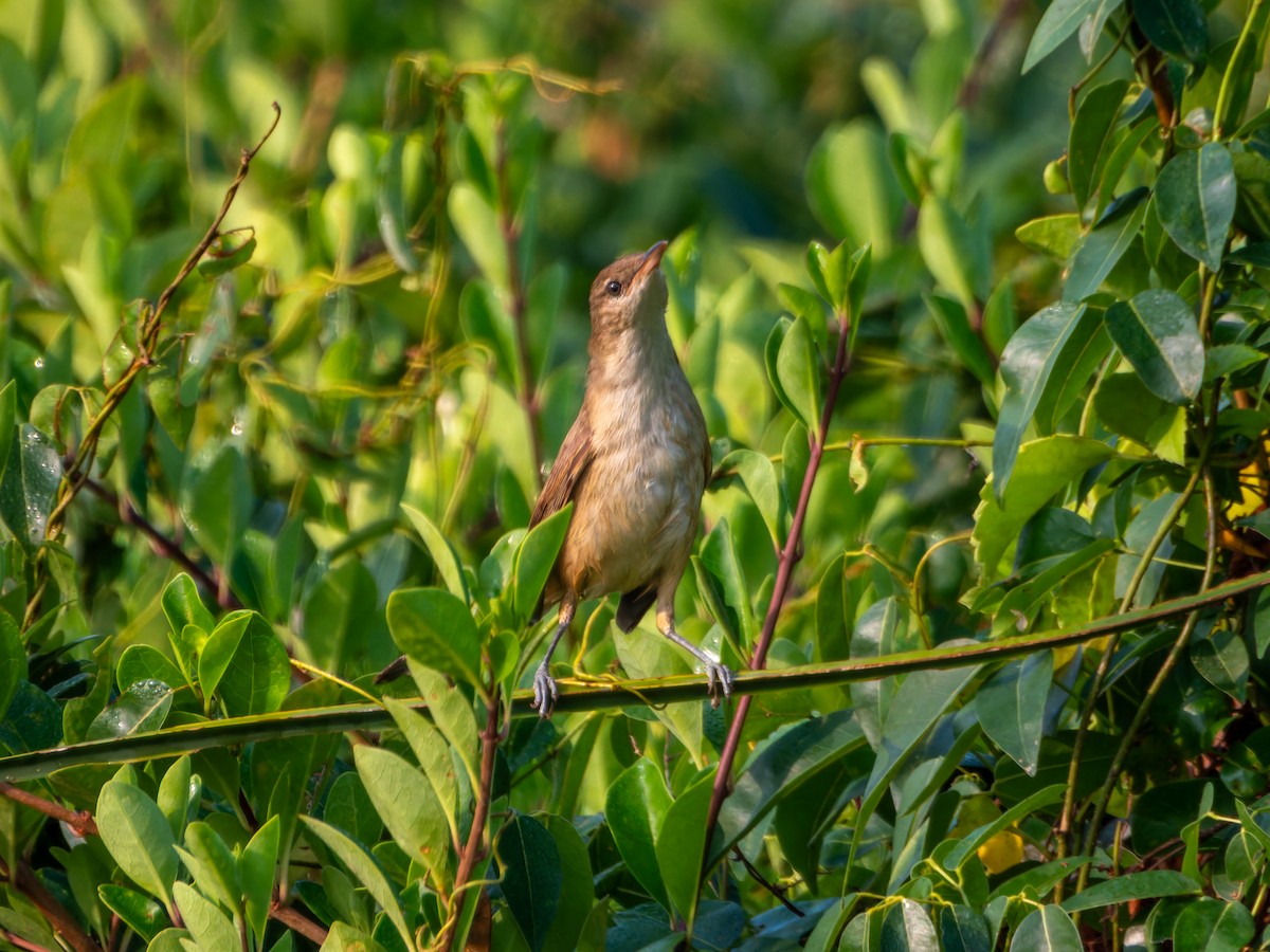 Clamorous Reed Warbler - ML647452830