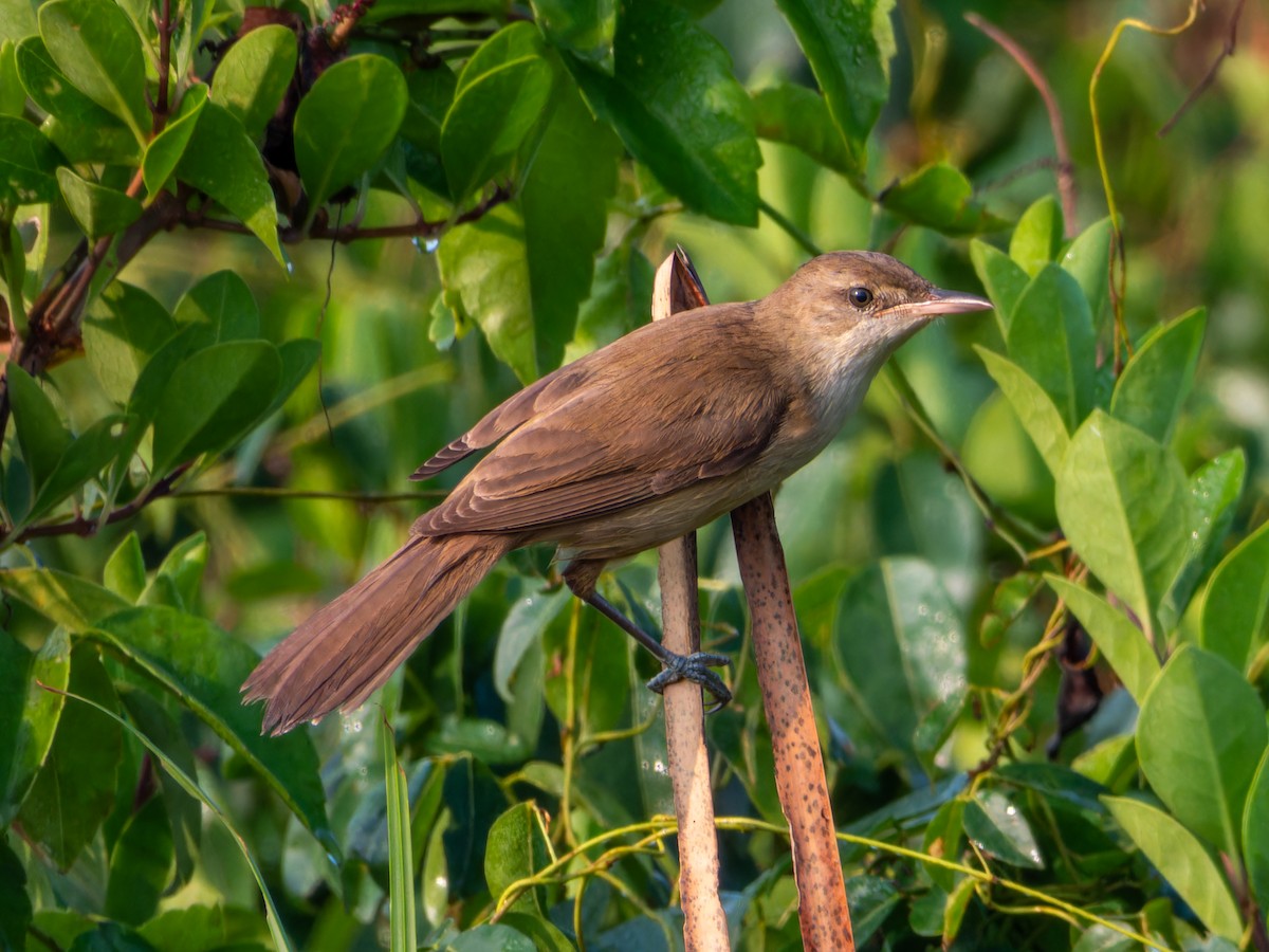 Clamorous Reed Warbler - ML647452831