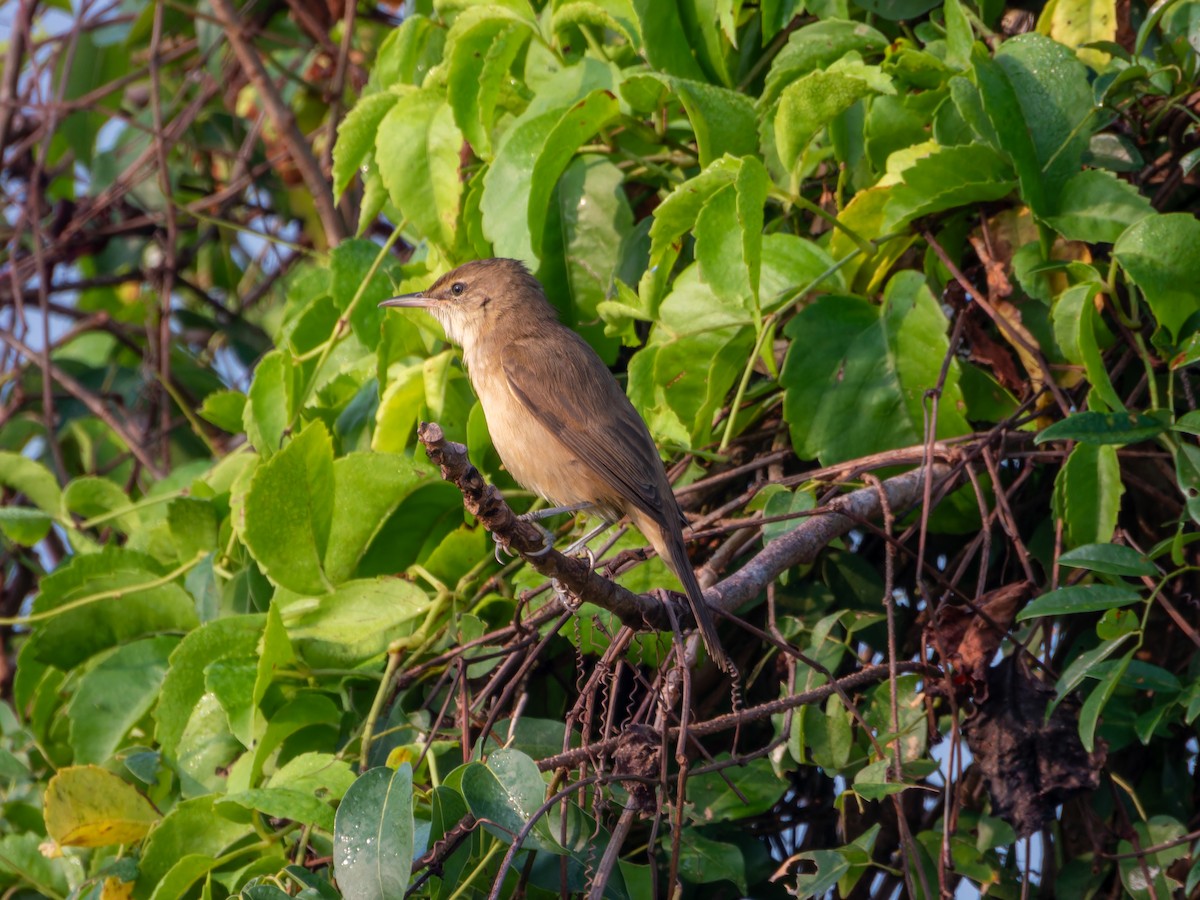 Clamorous Reed Warbler - ML647452832