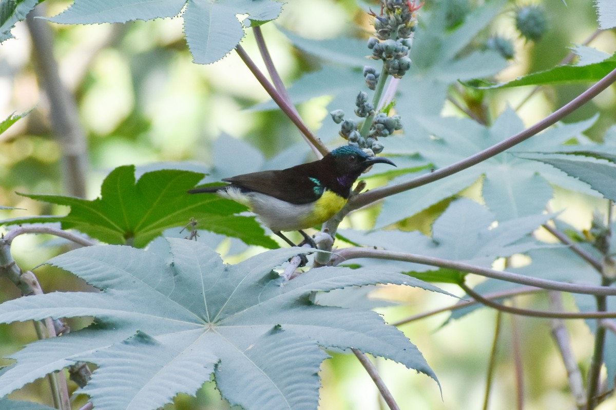 Purple-rumped Sunbird - ML647452833