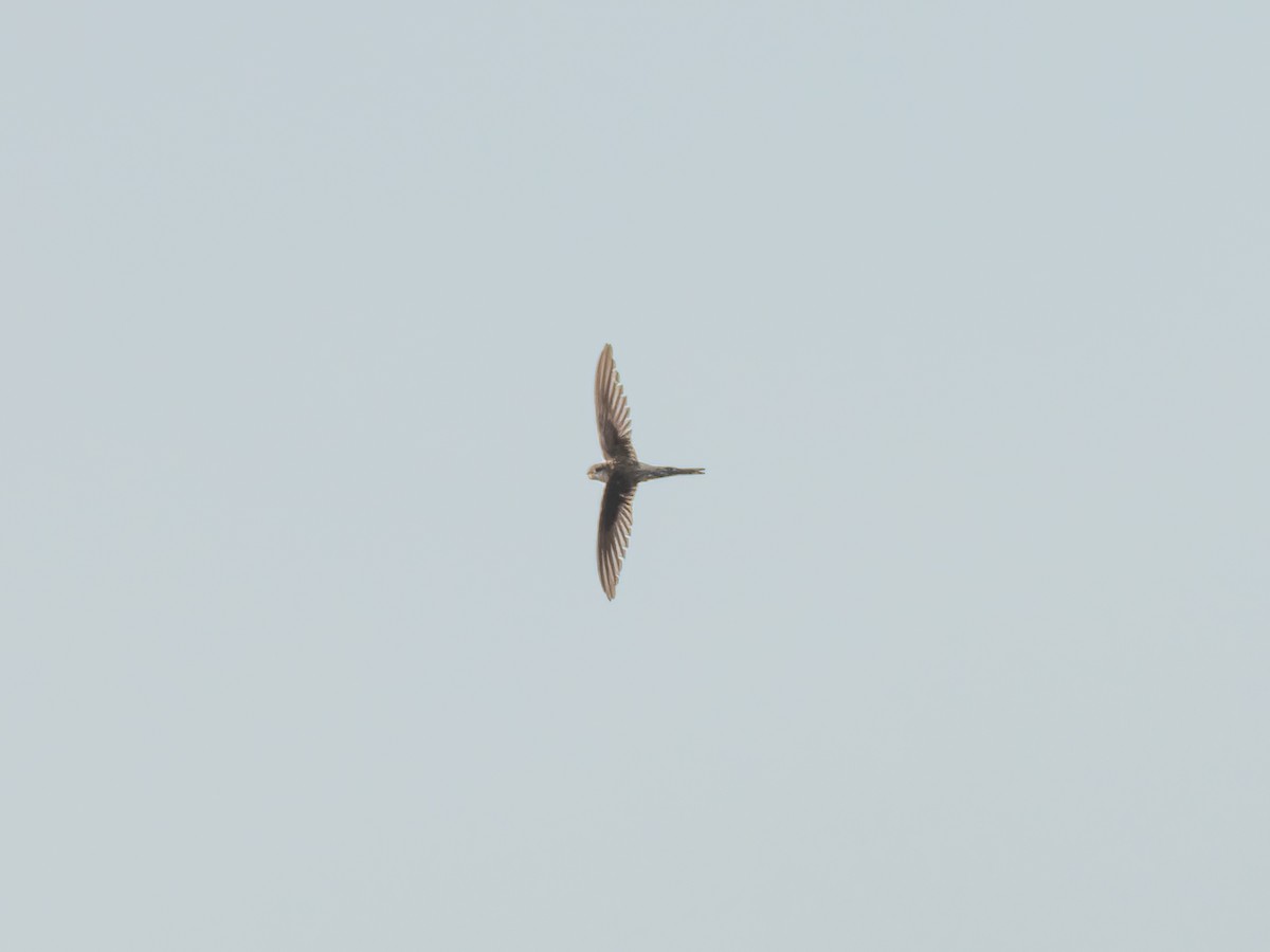 Bengalensegler - ML647452843