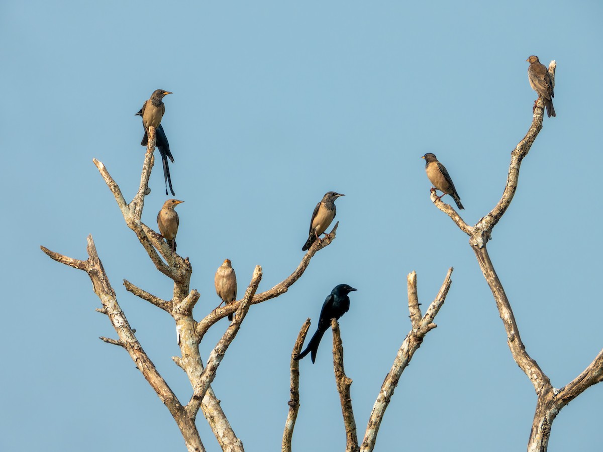 Rosy Starling - ML647452849