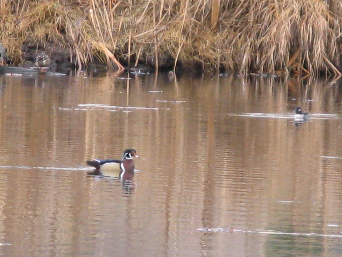 美洲鴛鴦 - ML647452850