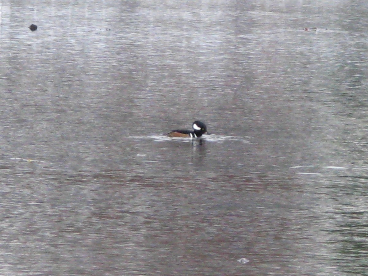 Hooded Merganser - ML647452857