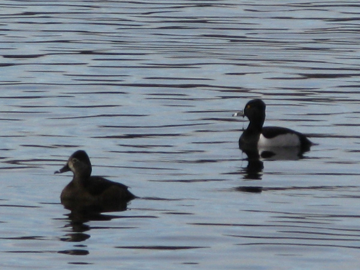 環頸潛鴨 - ML647452868