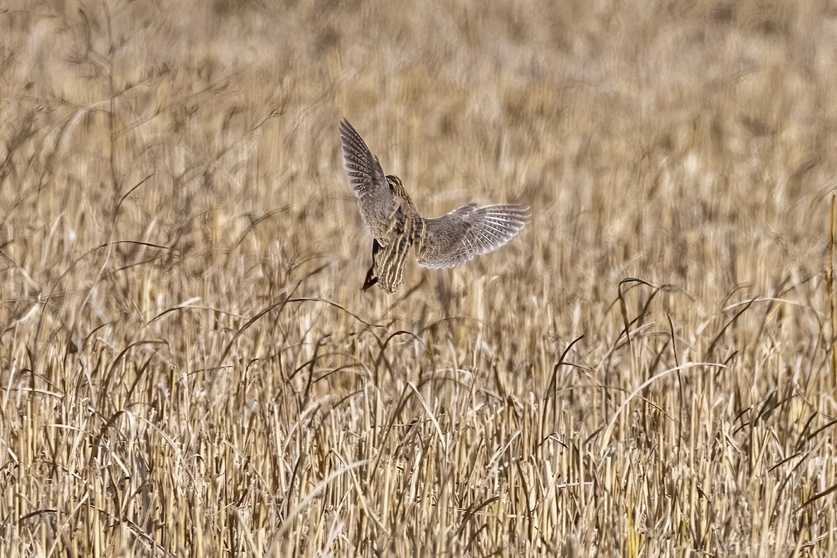 Common Quail - ML647452884