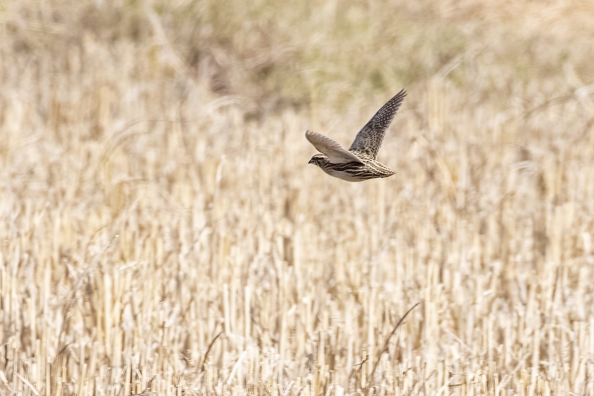 Common Quail - ML647452885