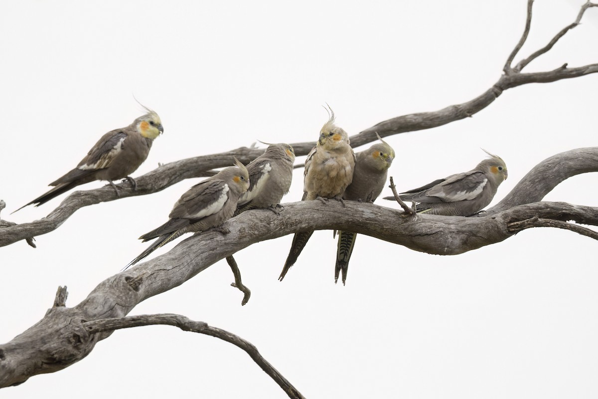 Cockatiel - ML647452887