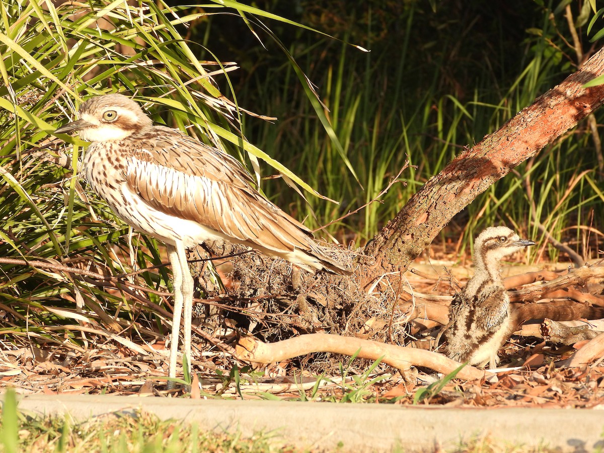 Bush Thick-knee - ML647452889