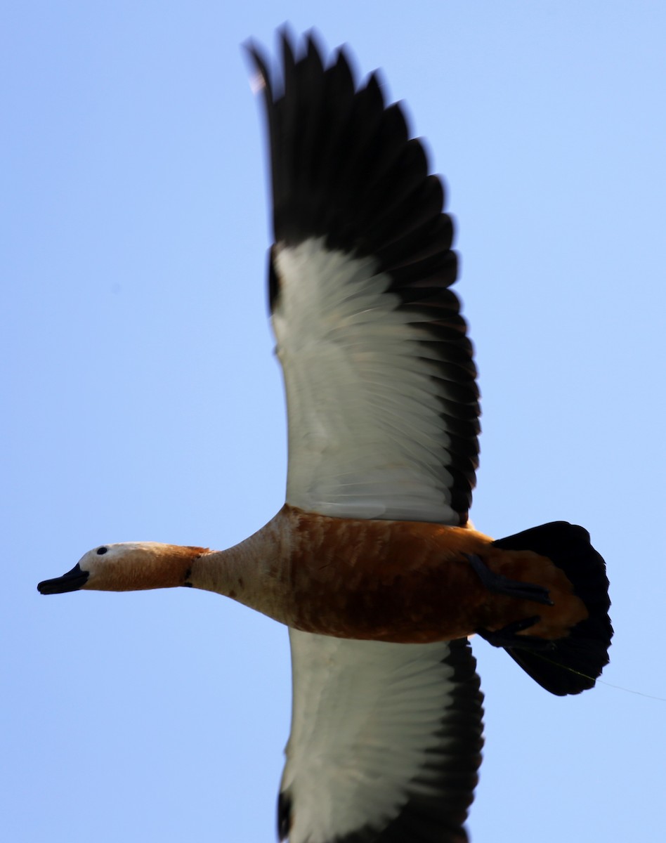 Ruddy Shelduck - ML647452896