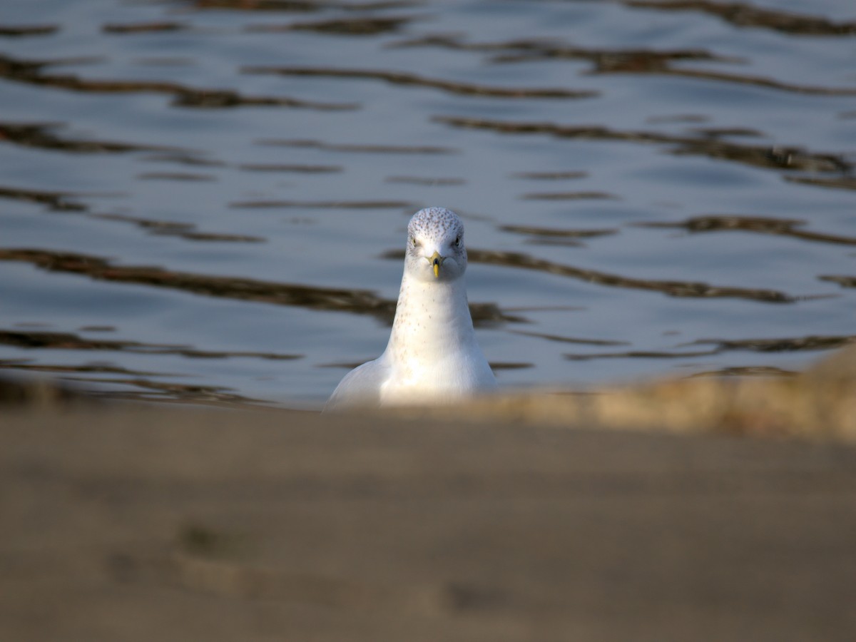 Мартин делаверський - ML647452898
