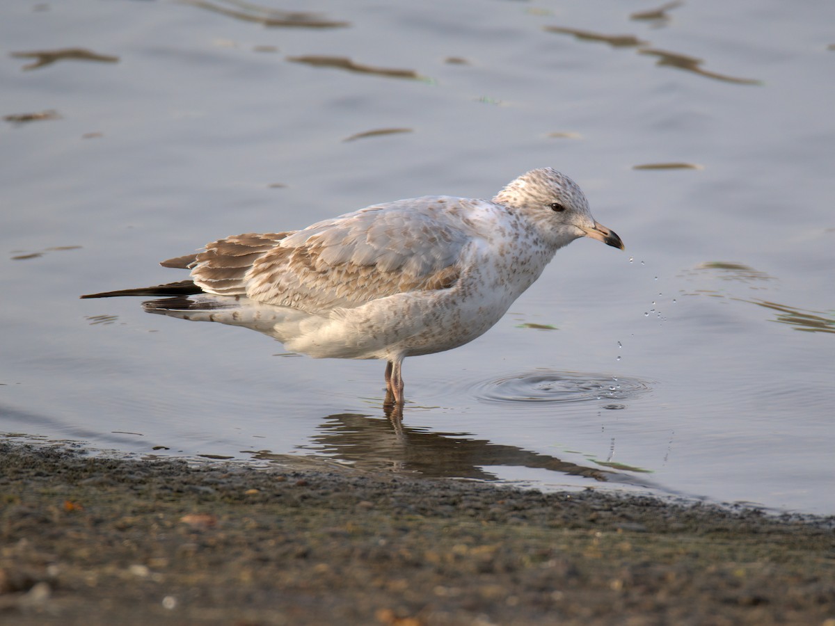 Мартин делаверський - ML647452899
