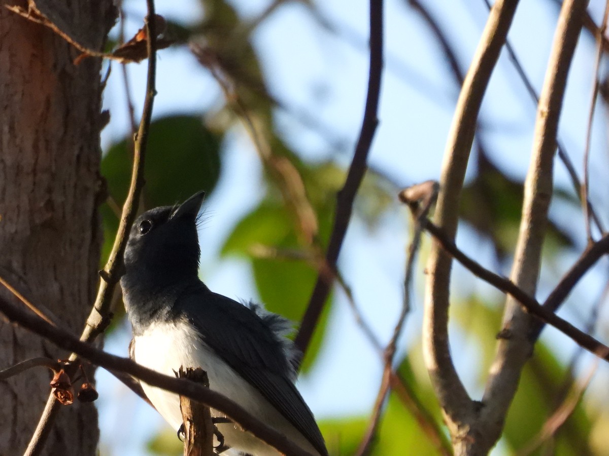 Leaden Flycatcher - ML647452900