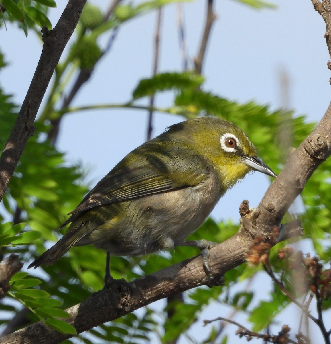 Warbling White-eye - ML647452901