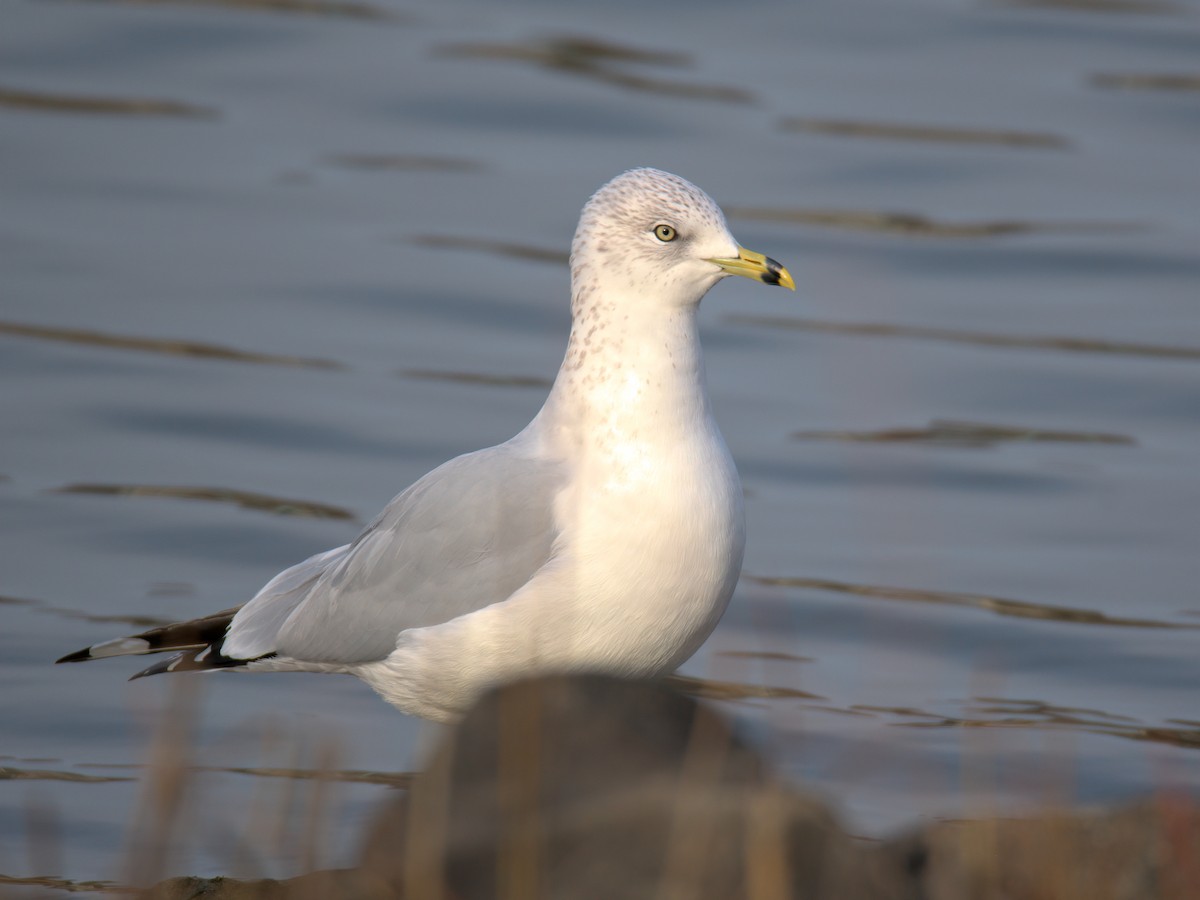 Мартин делаверський - ML647452902