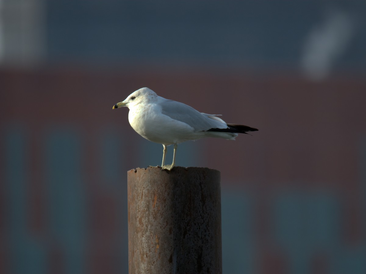 Мартин делаверський - ML647452903