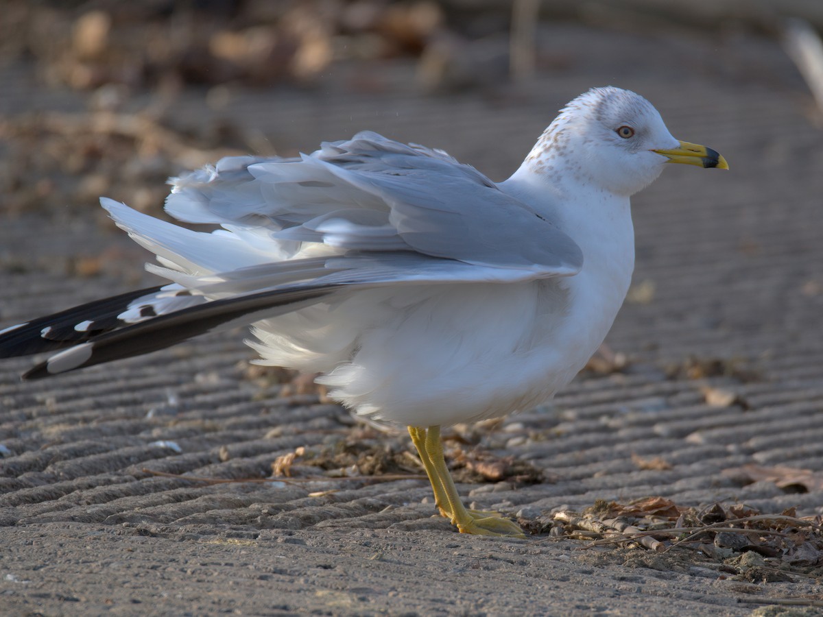 Мартин делаверський - ML647452905