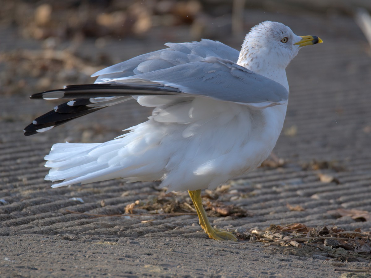 Мартин делаверський - ML647452907