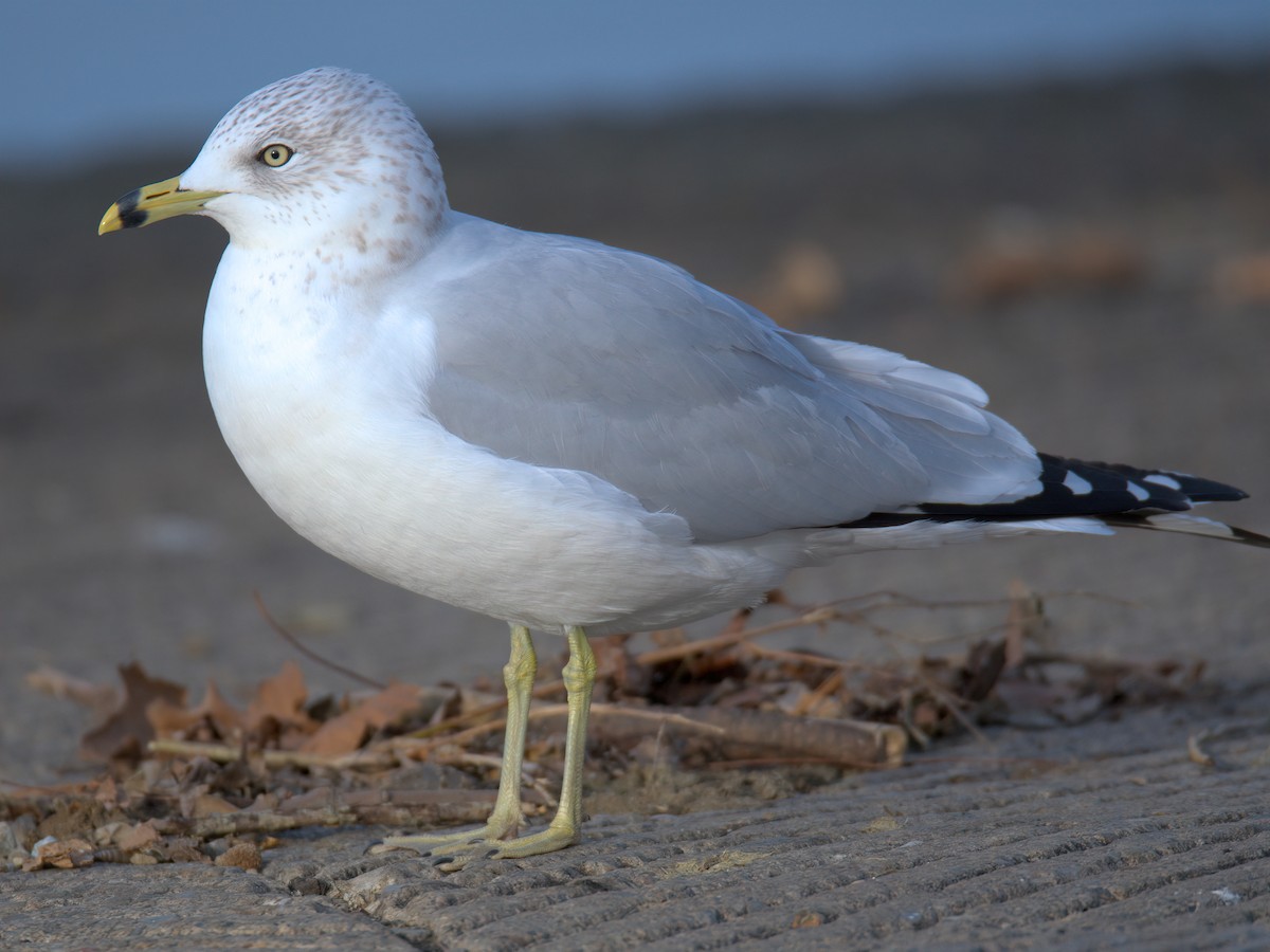 Мартин делаверський - ML647452910