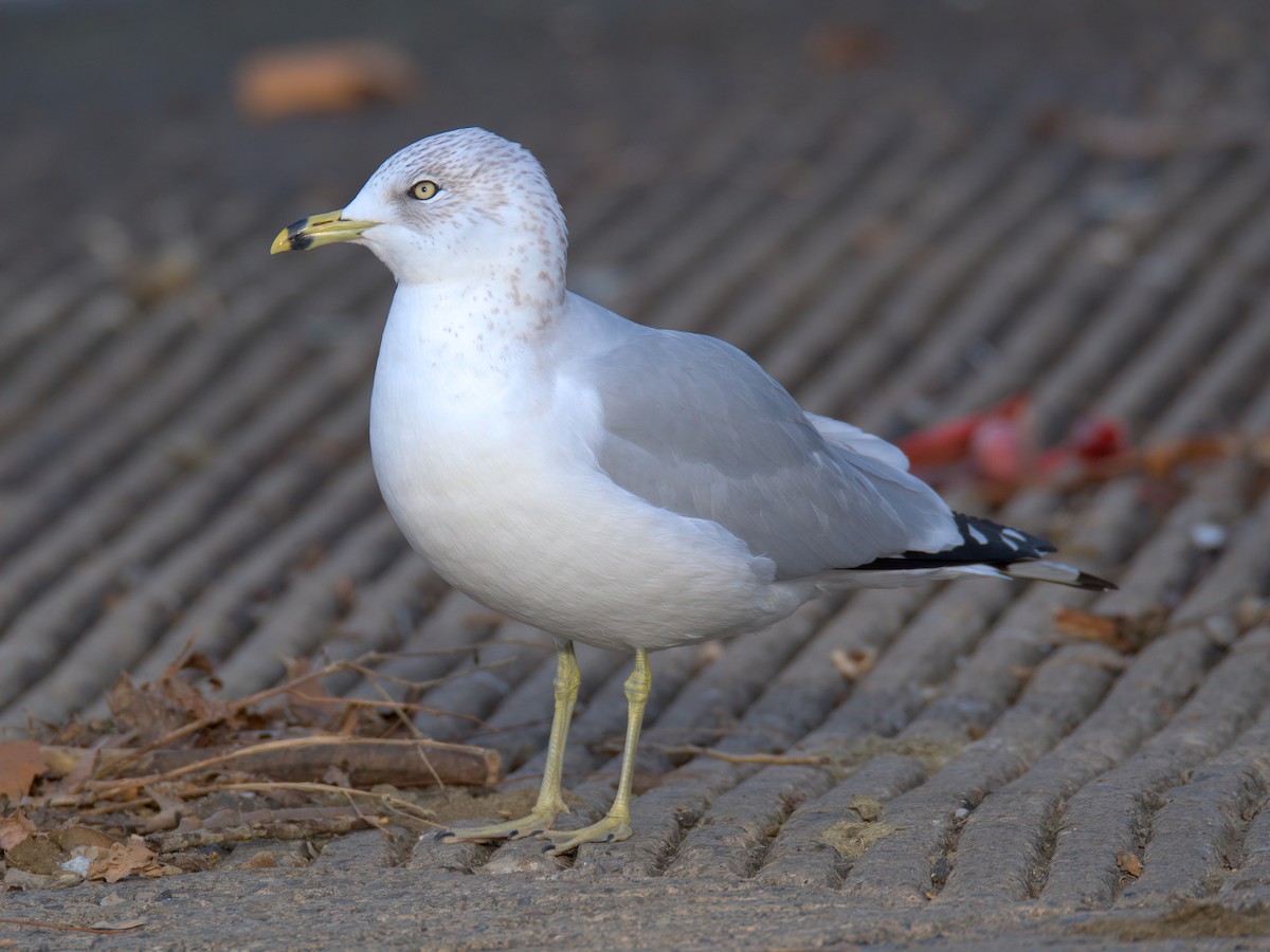 Мартин делаверський - ML647452915