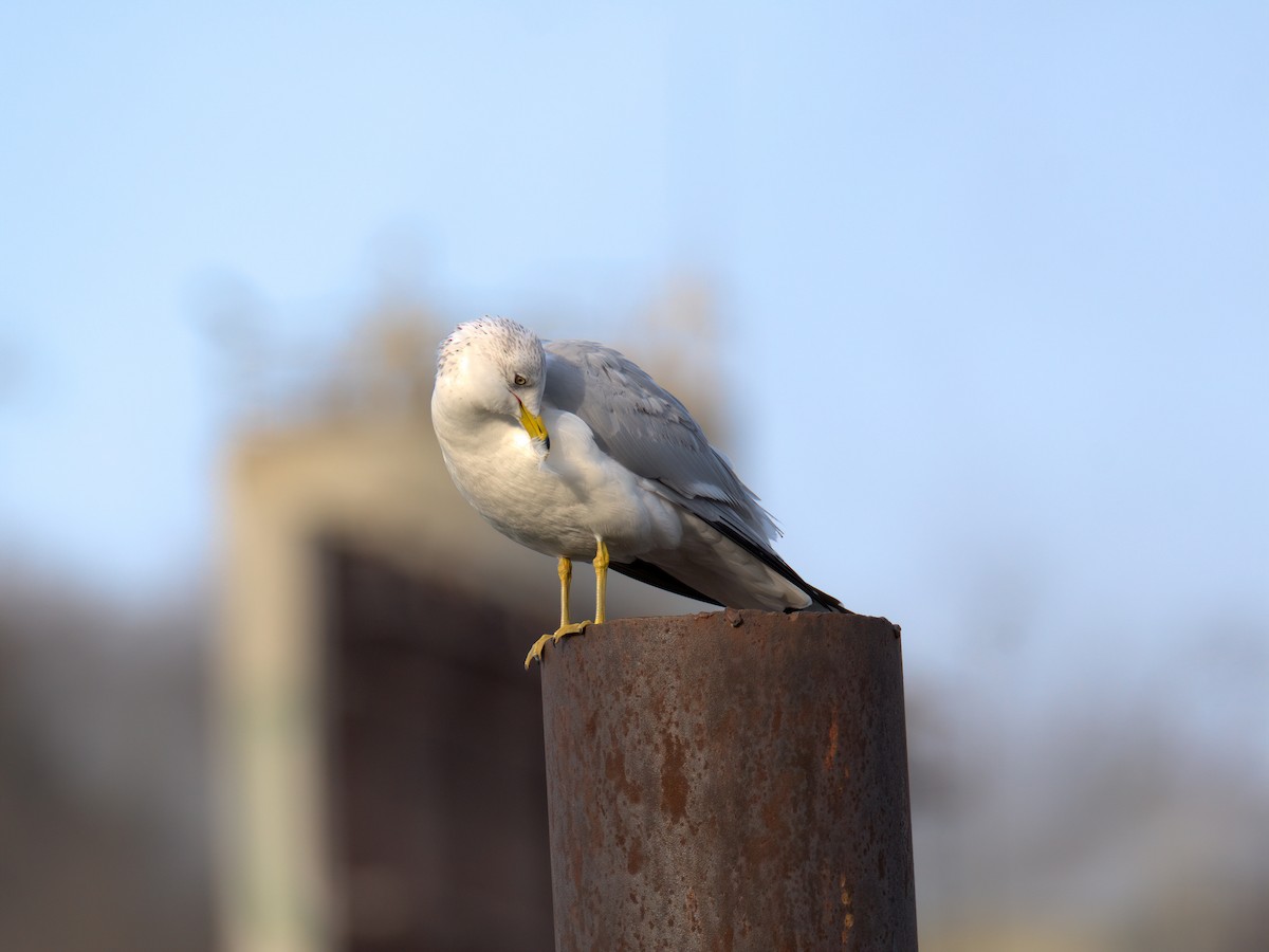 Мартин делаверський - ML647452919