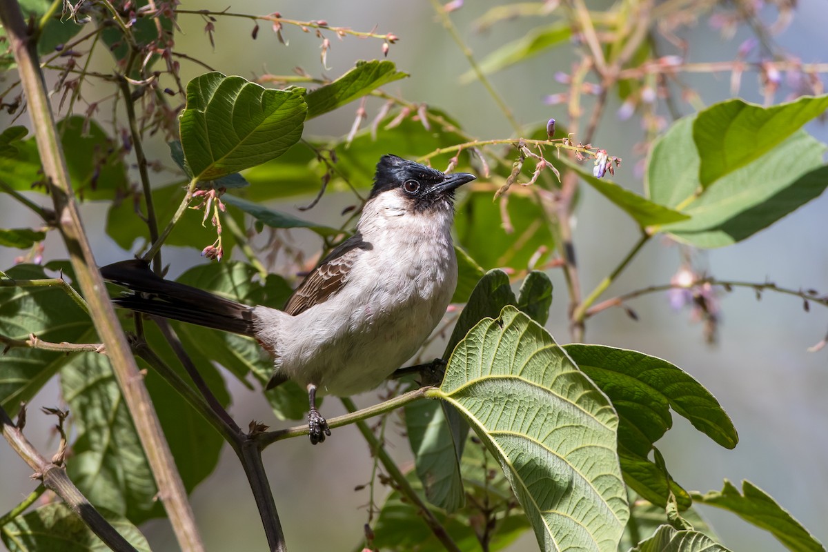 Sooty-headed Bulbul - ML647452921