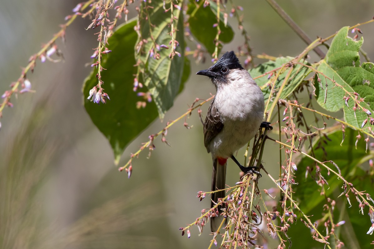 Sooty-headed Bulbul - ML647452922