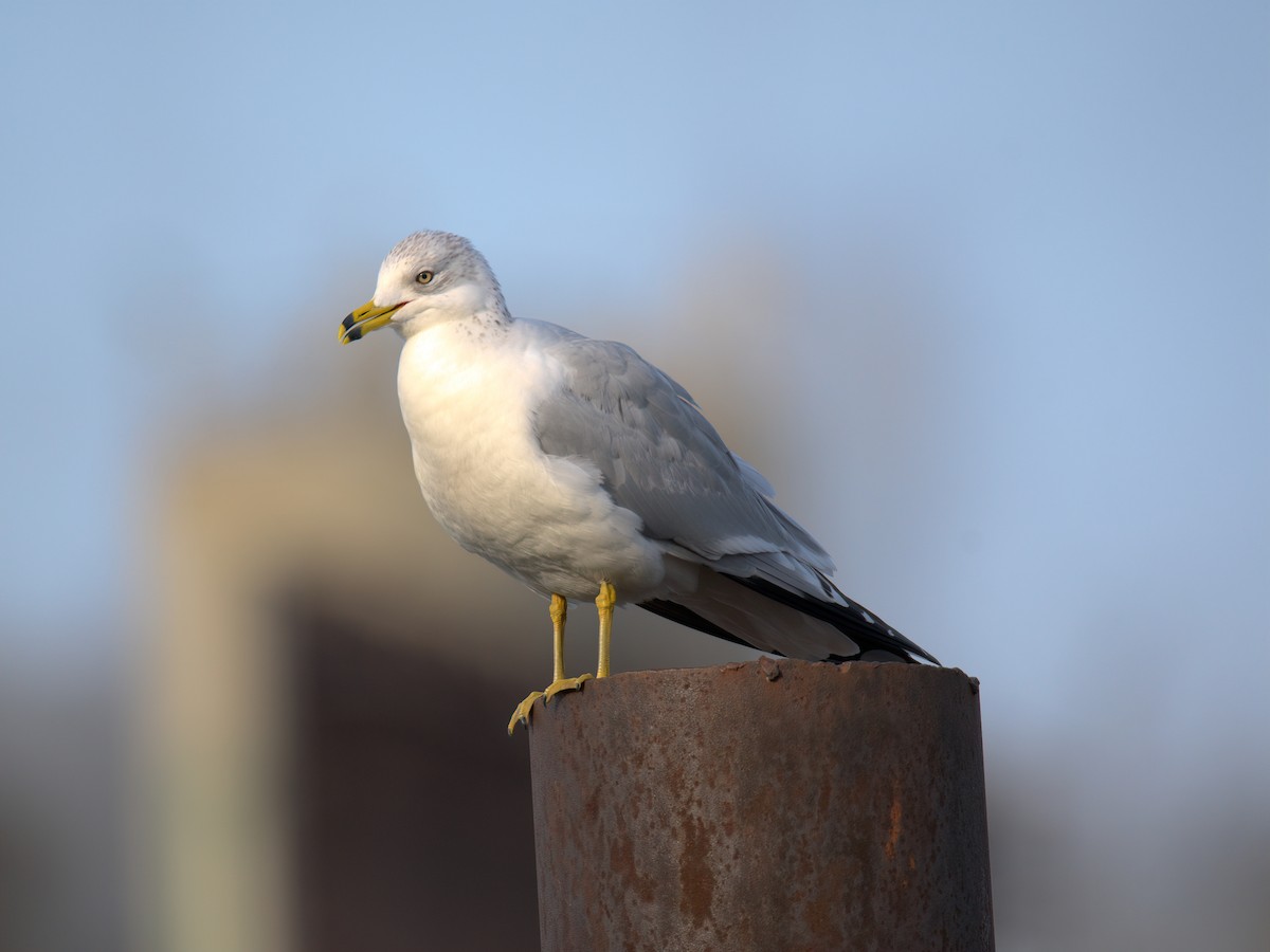 Мартин делаверський - ML647452923