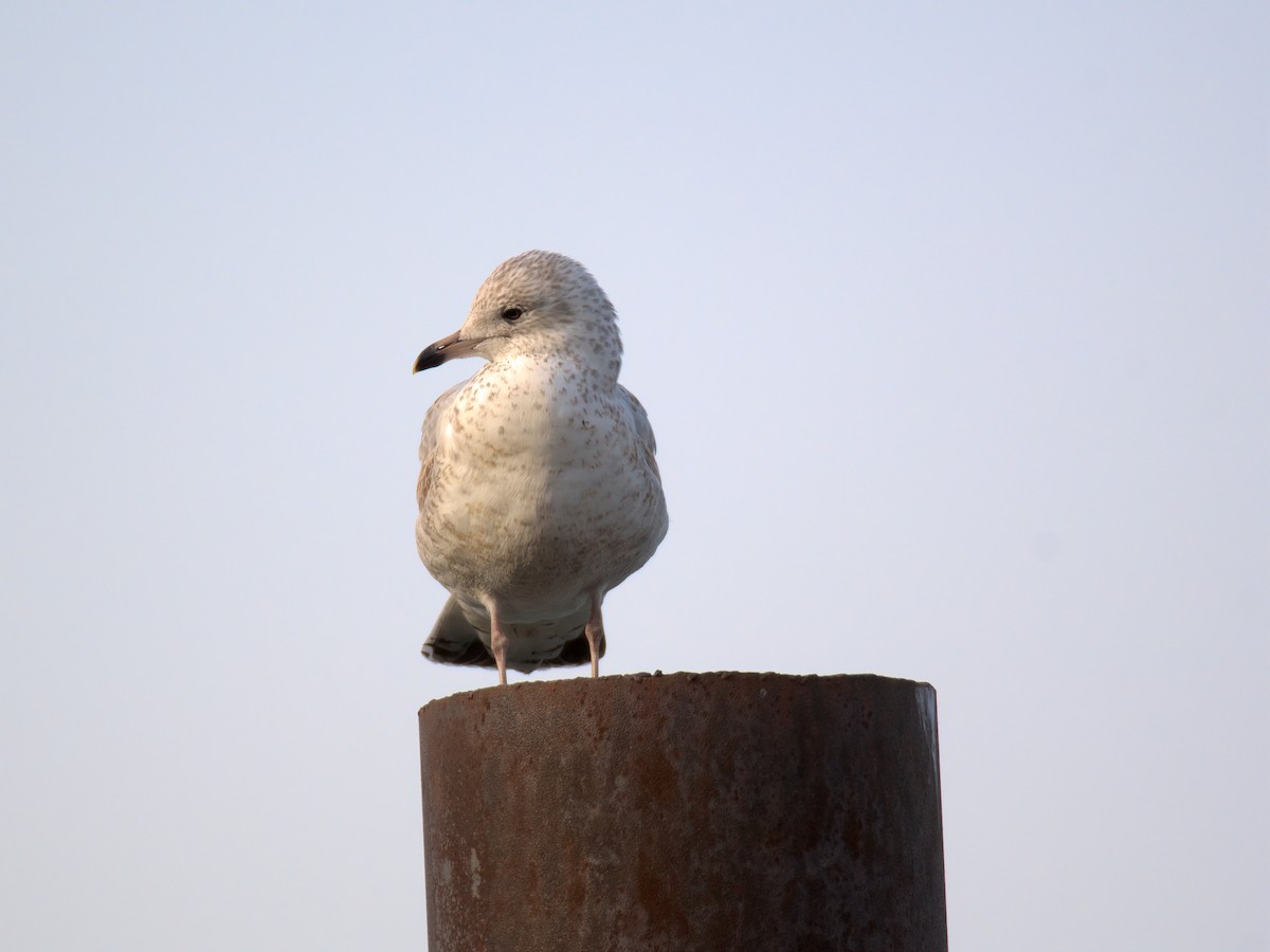 Мартин делаверський - ML647452925