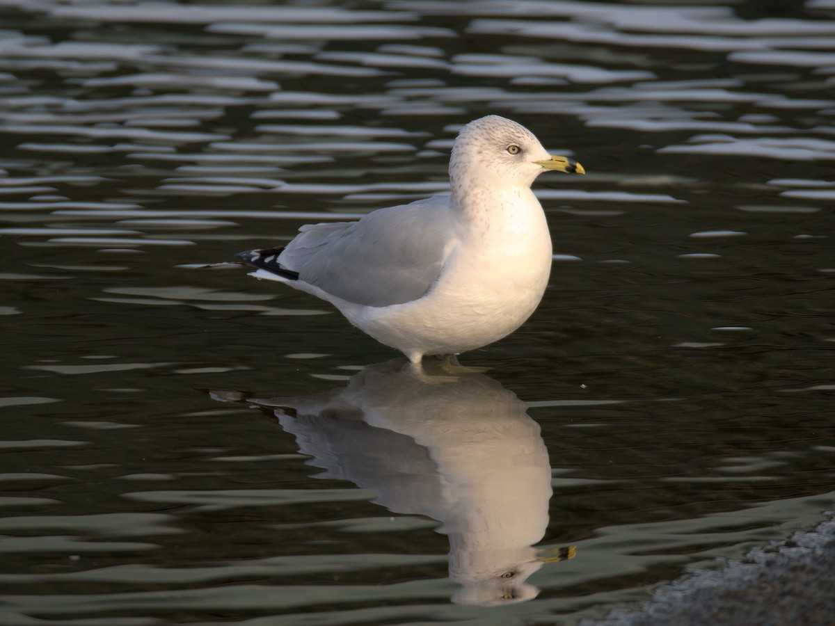 Мартин делаверський - ML647452927