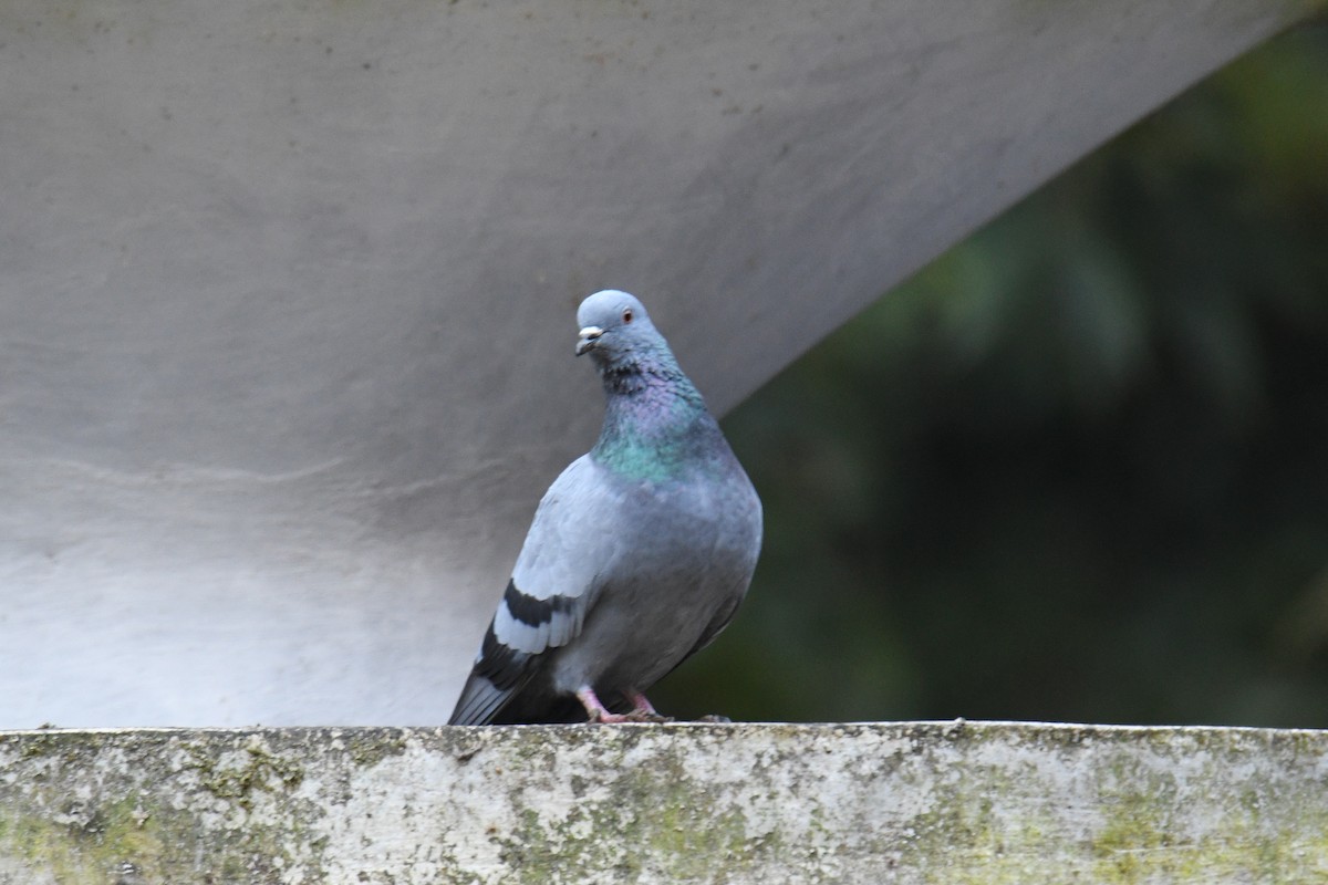 Kaya Güvercini (evcil tip) - ML647452928