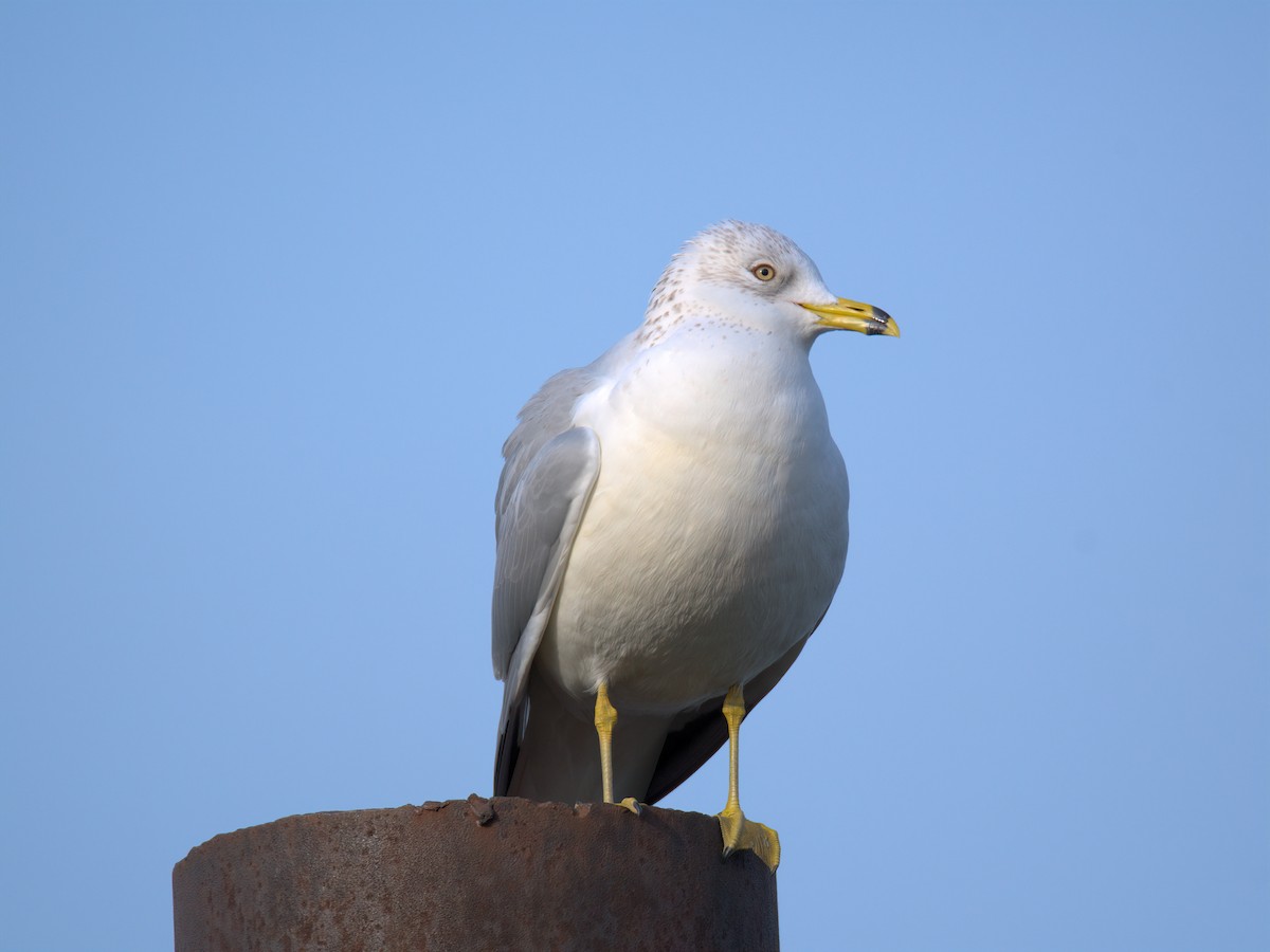 Мартин делаверський - ML647452929