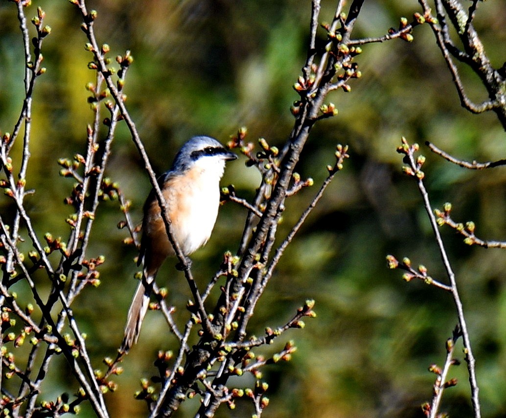 Gray-backed Shrike - ML647452930