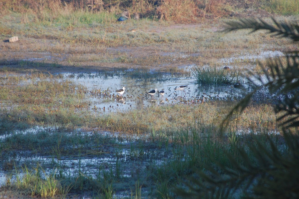 Black-winged Stilt - ML647452933