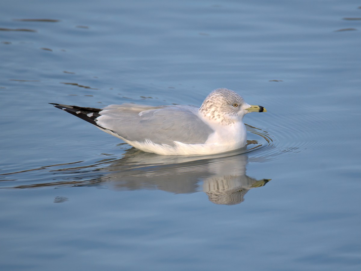 Мартин делаверський - ML647452935