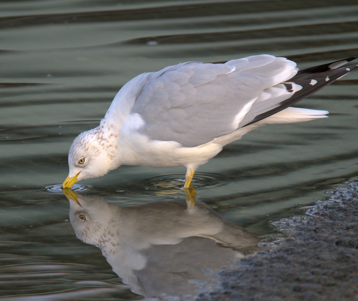 Мартин делаверський - ML647452943