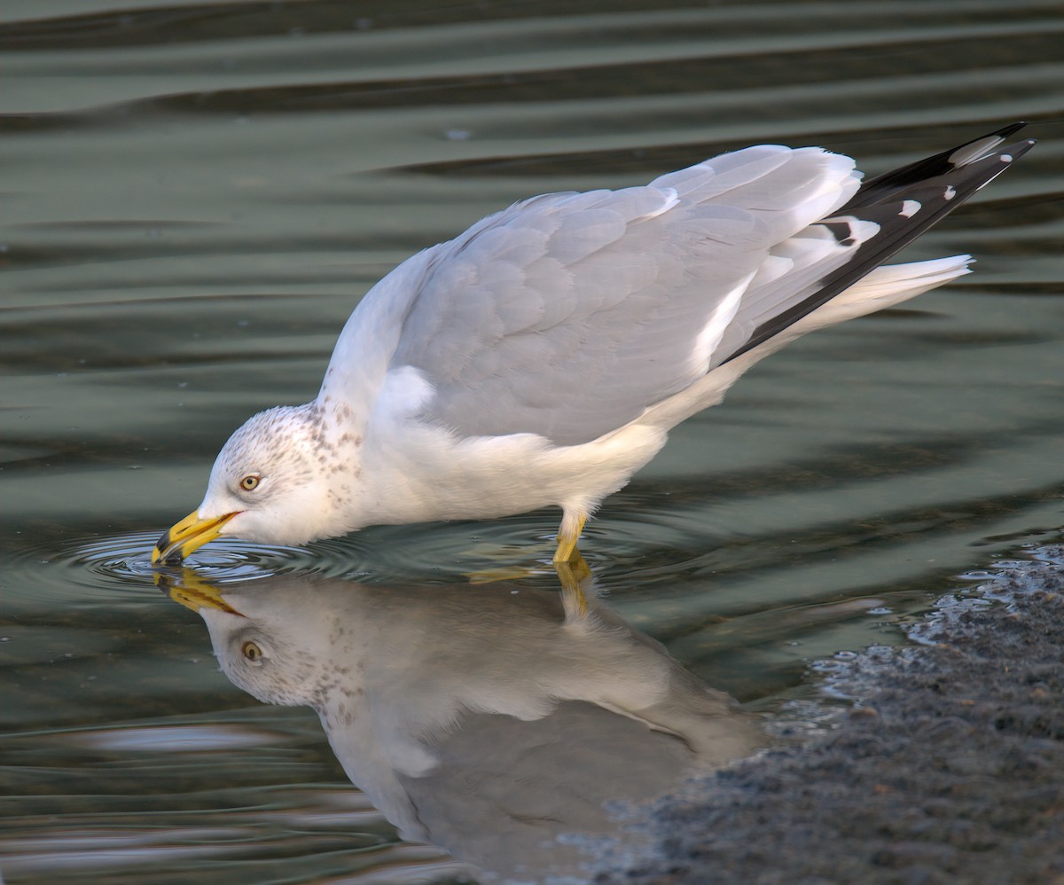 Мартин делаверський - ML647452946